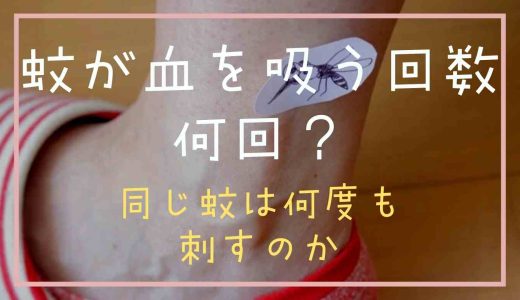 蚊が血を吸う回数は何回？同じ蚊は何度も刺すのか調査