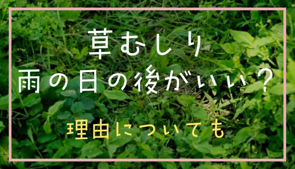 草むしり雨の日の後がいい？理由についても