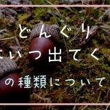 どんぐりの虫はいつ出てくる？虫の種類についても