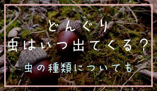 どんぐりの虫はいつ出てくるの？虫の種類についても