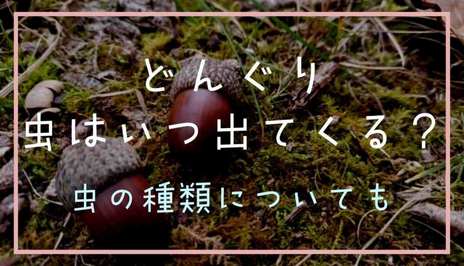 どんぐりの虫はいつ出てくる？虫の種類についても