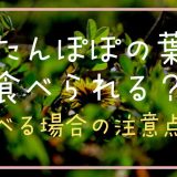 たんぽぽの葉は食べられる？食べる場合の注意点も