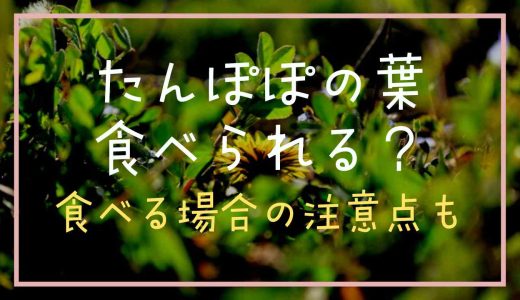 たんぽぽの葉は食べられる？食べる場合の注意点についても