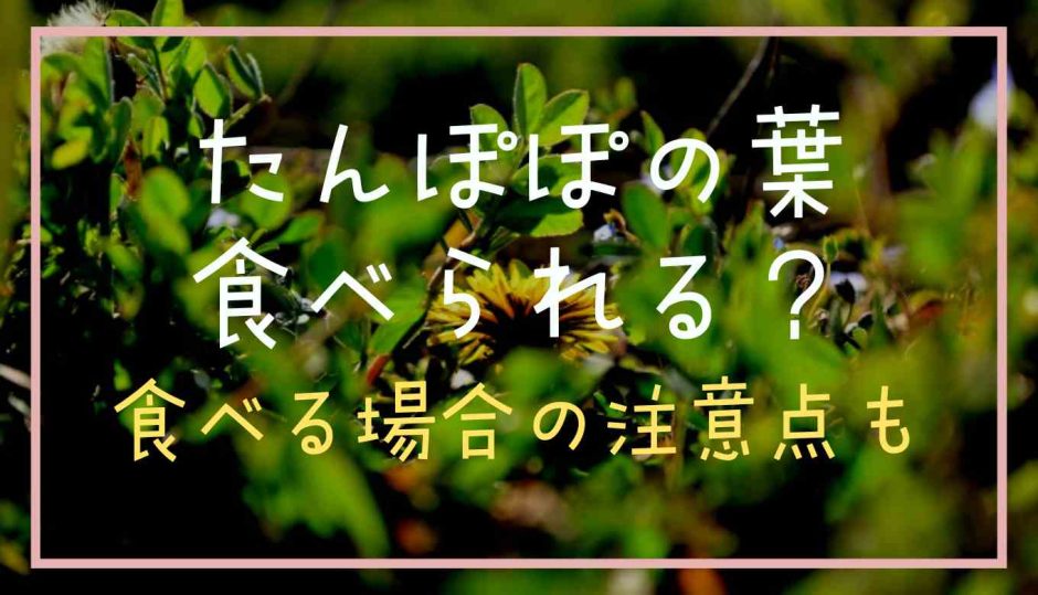 たんぽぽの葉は食べられる？食べる場合の注意点も