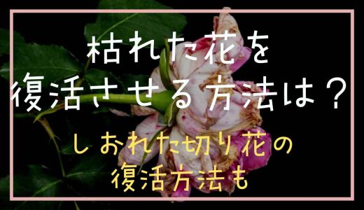 枯れた花を復活させる方法はある？しおれた切り花を復活させる方法についても