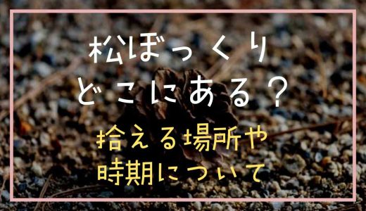 松ぼっくりはどこにある？拾える場所や時期について