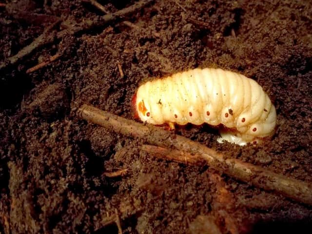 カブトムシの幼虫