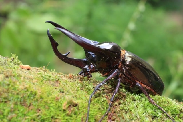 カブトムシ蚊取り線香