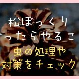 松ぼっくり拾ったらやること！虫の処理や対策