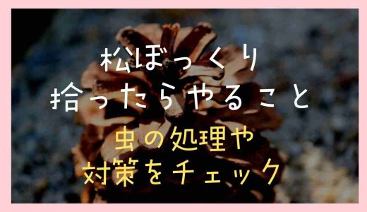 松ぼっくりを拾ったらやること！虫の処理や対策をチェック！