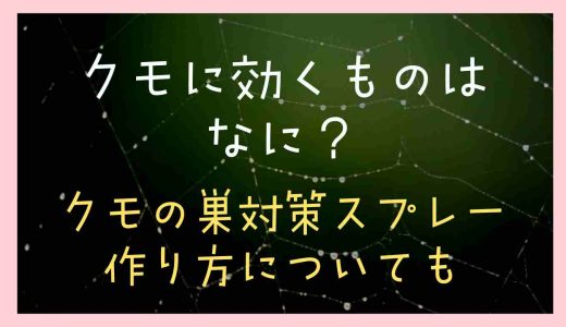 蜘蛛に効くものは何？蜘蛛の巣対策スプレーの作り方や予防方法も調査