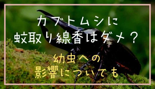 カブトムシは蚊取り線香を焚いても大丈夫？幼虫への影響も調査