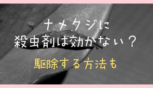 ナメクジに殺虫剤は効かない？駆除する方法を調査