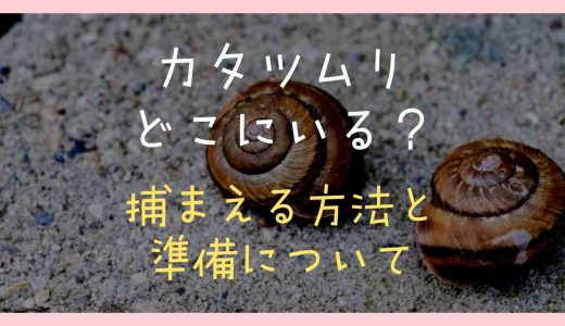 カタツムリはどこにいる？捕まえる方法と準備について