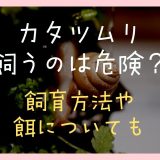 カタツムリ飼うのは危険？