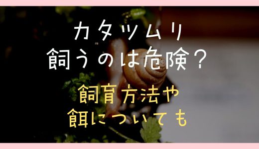 カタツムリの飼育は危険？飼育方法や餌の好物について